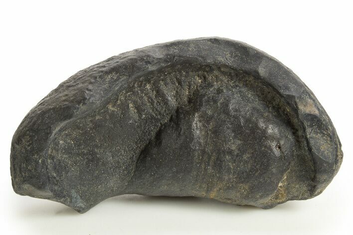 Large, Fossil Whale Ear Bone - South Carolina #325711